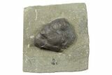 Gastropod (Platyceras) Fossil - Crawfordsville, Indiana #157240-1
